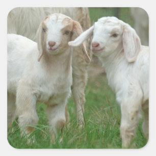 Sticker Carré Deux adorables chèvres Bébé Blances