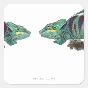 Sticker Carré Deux Chameleons Panther Nosy Be (Furcifer)