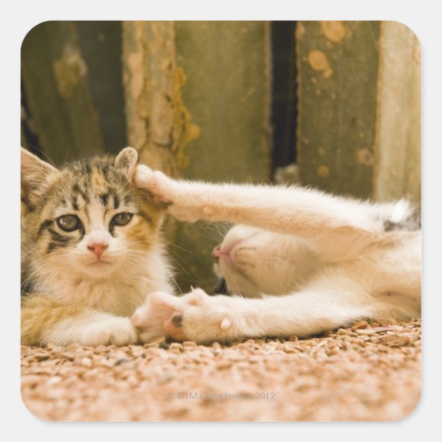 Sticker Carré Deux chatons, Maroc (Devant)