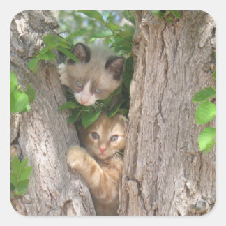 Sticker Carré Deux chatons sur un arbre