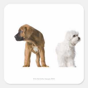 Sticker Carré Deux Chiens