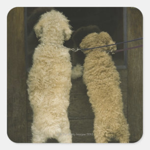 Sticker Carré Deux chiens regardant par la fenêtre de la porte,