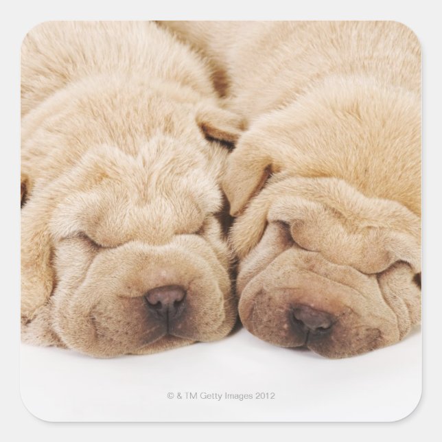 Sticker Carré Deux chiots Shar Pei dorment (Devant)