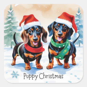 Sticker Carré Deux chiots teckel mignons Chien de compagnie Pupp