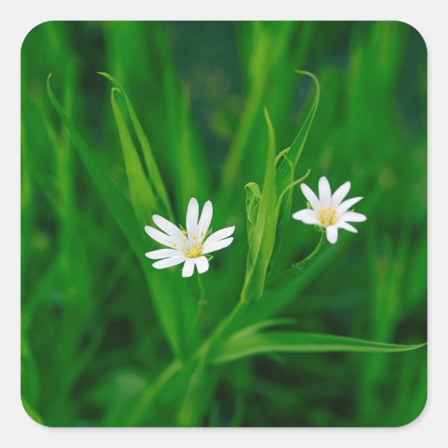 Sticker Carré deux fleurs blanches sur une prairie verte (Devant)