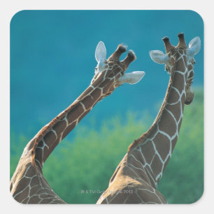 Sticker Carré Deux Giraffes (Giraffa camelopardalis)