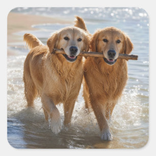 Sticker Carré Deux Golden Retrievers portant un bâton