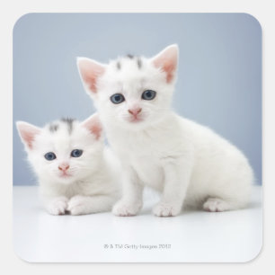 Sticker Carré Deux très jeunes chatons blancs observent inquisit
