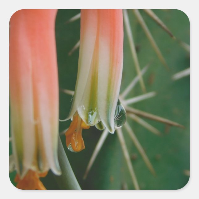 Sticker Carré Dew sur Aloe Bloom (Devant)