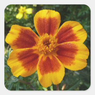 Sticker Carré Disco Marigold Orange et Rouge Fleur d'été