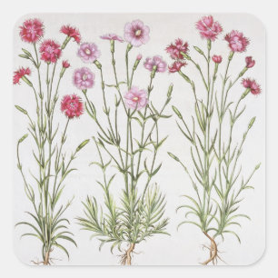 Sticker Carré Diverses variétés d'oeillets, du 'Hortus Ey
