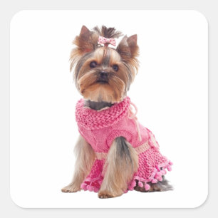 Sticker Carré Divine Yorkshire Terrier Diva Chiot Yorkie