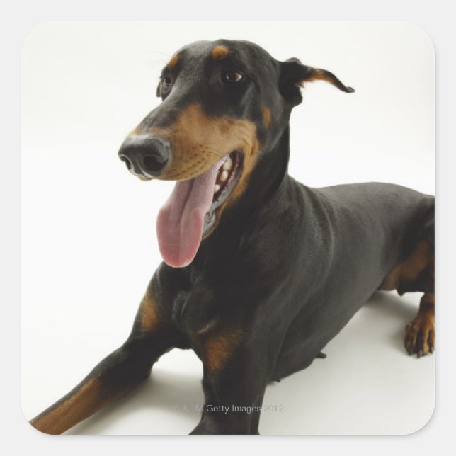 Sticker Carré Doberman Pinscher 2 (Devant)
