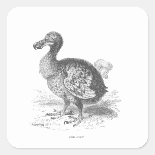 Sticker Carré Dodo Bird (Devant)