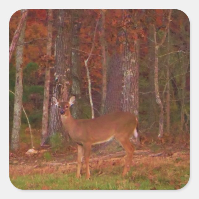 Sticker Carré Doe a Deer in Lake Arrowhead (Devant)