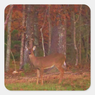 Sticker Carré Doe a Deer in Lake Arrowhead