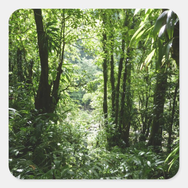 Sticker Carré Dominicain Forêt de pluie II Vert tropical (Devant)
