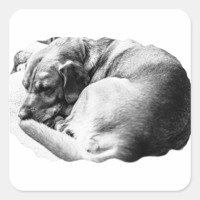 Sticker Carré Douce sciage (Devant)