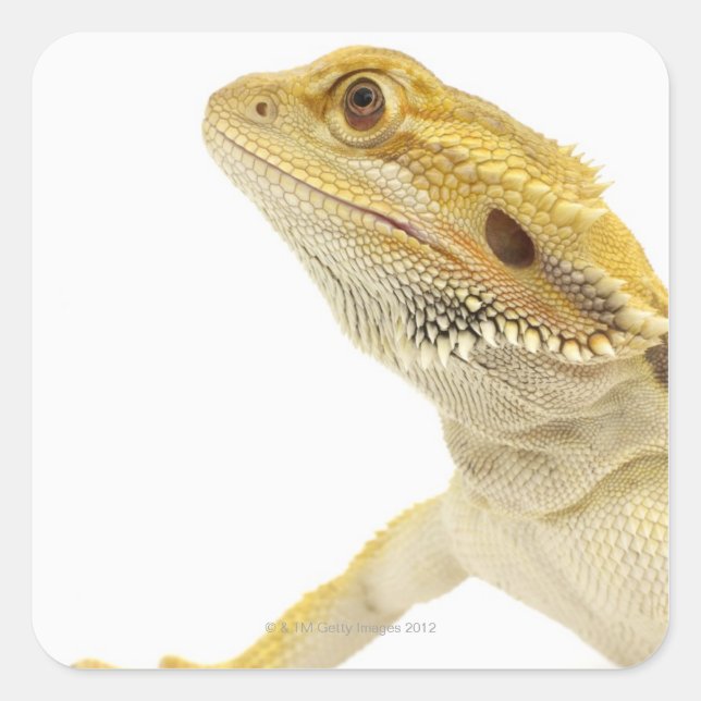 Sticker Carré Dragon à oreilles (Pogona Vitticeps) (Devant)