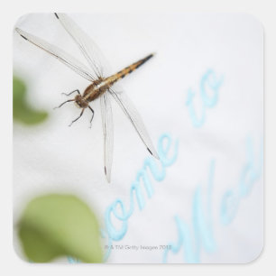 Sticker Carré Dragonfly 4