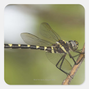 Sticker Carré Dragonfly 5