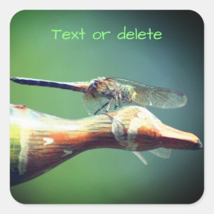 Sticker Carré Dragonfly Co Pilot Nature personnalisée