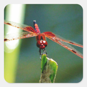 Sticker Carré Dragonfly frontale rouge et noire