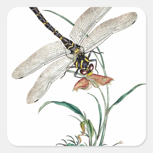 Sticker Carré Dragonfly Magic (Devant)