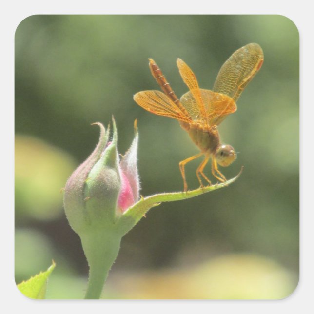 Sticker Carré Dragonfly orange sur Rosebud rose (Devant)