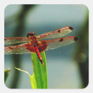 Sticker Carré Dragonfly rouge et noire tachetée