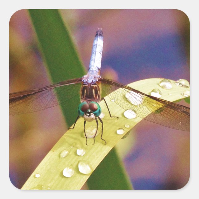 Sticker Carré Dragonfly sur la feuille de pluie (Devant)
