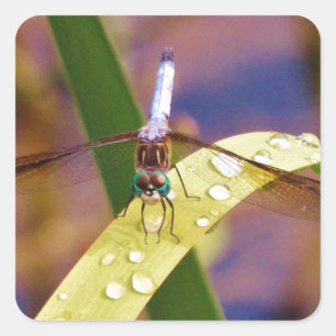 Sticker Carré Dragonfly sur la feuille de pluie