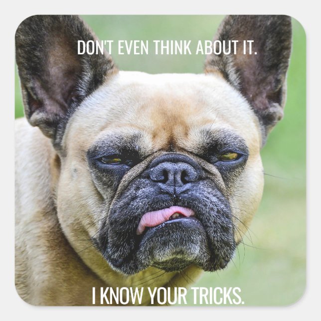 Sticker Carré Drôle Grumpy French Bulldog Je Connais Vos Trucs (Devant)