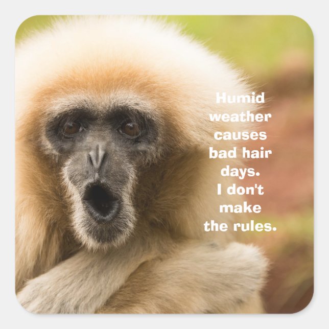 Sticker Carré Drôle Monkey Mauvais Cheveux Day (Devant)
