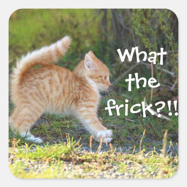 Sticker Carré Drôle Surpris Ginger Kitten. Quelle merde ? (Devant)