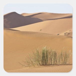 Sticker Carré Dunes de sable, désert du Sahara, Maroc