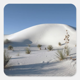 Sticker Carré Dunes transverses et soaptree Yucca