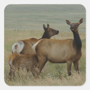 Sticker Carré E61 Vache Wapiti et Jeune