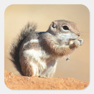 Sticker Carré Écureuil antilope de Harris (Ammospermophilus)