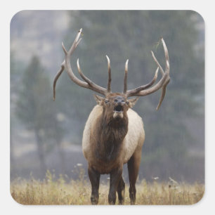 Sticker Carré Élan bugling, parc national de Yellowstone, Wyomin