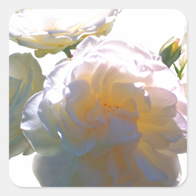 Sticker Carré Elégant blanc pêche orange roses (Devant)