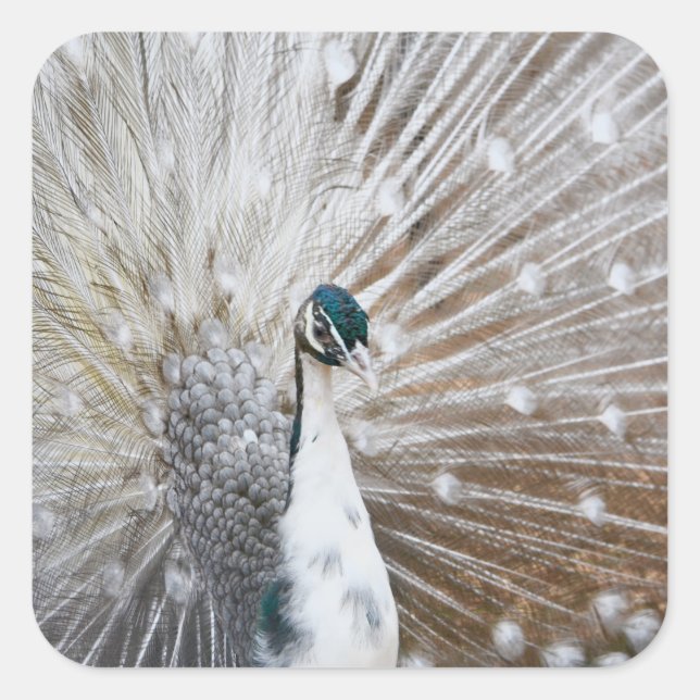Sticker Carré Élégant Peacock Albino (Devant)
