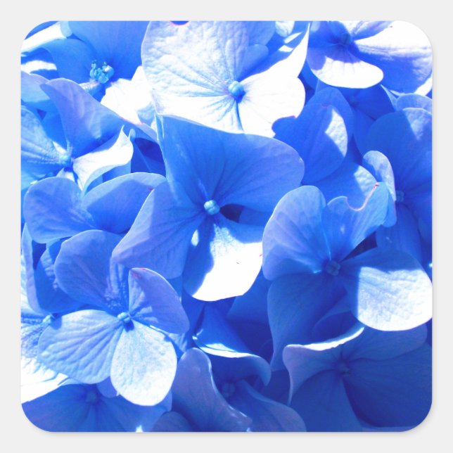 Sticker Carré ElégantCobalt bleu floral élégant hydrangeas (Devant)