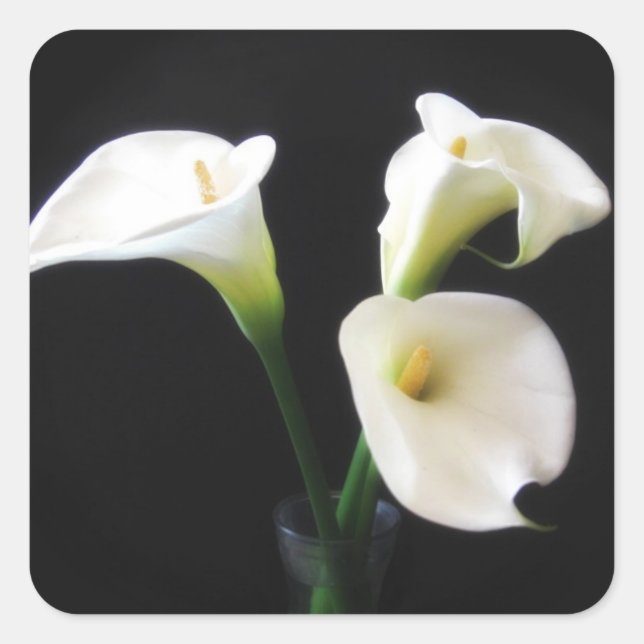 Sticker Carré Elégante Calla Lily Fleurs 12 (Devant)