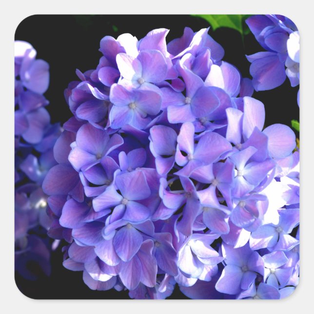 Sticker Carré Elégante florales violettes profondes perwinkle hy (Devant)