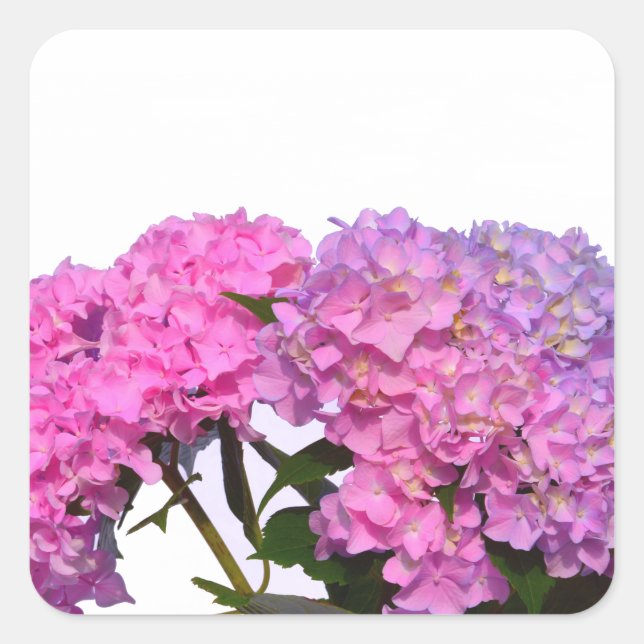 Sticker Carré Elégante florales violettes roses hydrangées (Devant)