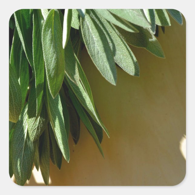 Sticker Carré Élégante plante verte feuille herbes fraîches coup (Devant)
