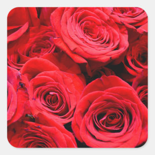 Sticker Carré Elégante rose rouge roses et photo florale