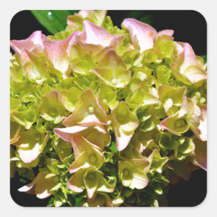 Sticker Carré Elégantes hydrangées florales vertes et douces