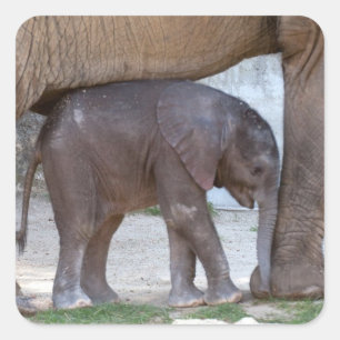 Sticker Carré Eléphant bébé